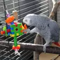 Какво трябва да знаете, преди да си вземете папагал