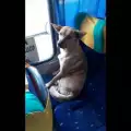 Пътуващо куче стана истинска сензация в Youtube