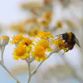 Прашецът на древните пчели разкрива навиците им