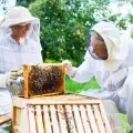 Пчеларството се зародило преди 9 хилядолетия