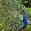 Най-красивите птици
