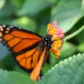 Пеперудата Монарх