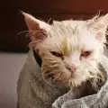 Как се къпе персийска котка