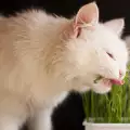 Котките ядат ли трева?