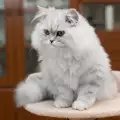 Как да подстрижем Персийска котка