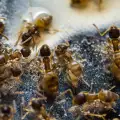Невероятни факти за мравките