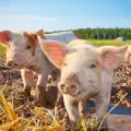 Канадци се борят със свине във фестивал на прасето
