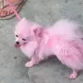 Ужас! Стилист боядиса кучето си в розово