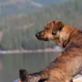 Бедстващо куче беше спасено от наводнението в Испания