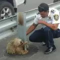 Полицай спаси ленивец, закъсал на магистралата