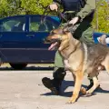 Кучета-полицаи ще охраняват това лято родното Черноморие