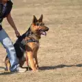 Най-добрите породи полицейски кучета