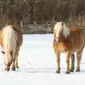 Малчуган задигна пони: Хванаха го