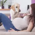 Усеща ли кучето, че сте бременна?