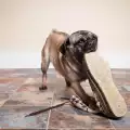 Как да отучим кучето да дъвче обувки