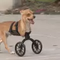 Кученце, родено без крака, проходи за първи път