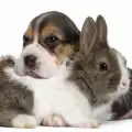 Съжителство на куче и заек