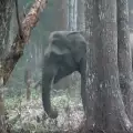 Пушещият слон изуми света! Оказа се, че пуши за здраве