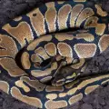 Змия изплаши до смърт жителите не Белград