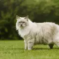 Невероятни котешки способности