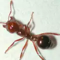 Червените огнени мравки – опасност номер едно за Австралия