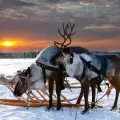 Спасяват северните елени във Финландия с мобилно приложение