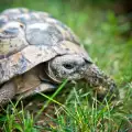 По какво се различават женските от мъжките костенурки?