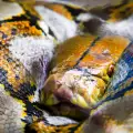 Малайски мрежест питон - всичко за гигантската змия