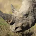 Носорог от изчезващ вид заминава на любовен туризъм