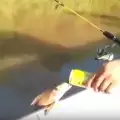Засякоха риба, запиваща с рибари в Бразилия