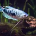 Отглеждане и размножаване на рибки трихогастер в аквариума
