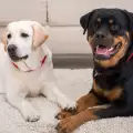 При две кучета вкъщи - какъв конфликт може да възникне между тях?