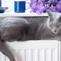 Руска Синя Котка