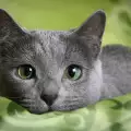 Руска синя котка - характеристика и поведение