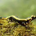 Саламандър - всичко за мистериозното животно