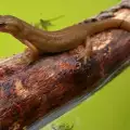 Сибирски Саламандър