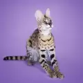 10 породи котки с големи уши