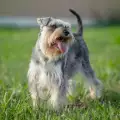 Странно поведение на кучето: разчетете езика на своя любимец!