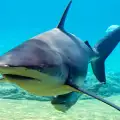 Акула нападна мъж и му спаси живота