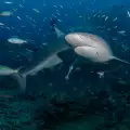 Двойка спа сред акули
