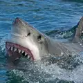 Тревога! Южноафриканската голяма бяла акула изчезва