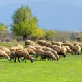 Съвети при отглеждане на овце