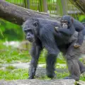 Шимпанзетата също се грижат за бебетата-инвалиди