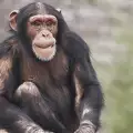 Американски съд призна шимпанзето за човек