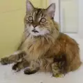 Най-шумната котка в света си търси стопанин