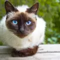 Породи котки със сини очи