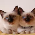 По колко котенца раждат сиамските котки?