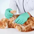Как да успокоим нервна котка преди посещение на ветеринар