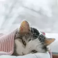 Нуждае ли се котката от одеяло?