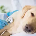 Видове рак при кучетата